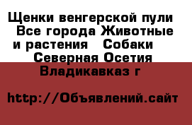 Щенки венгерской пули - Все города Животные и растения » Собаки   . Северная Осетия,Владикавказ г.
